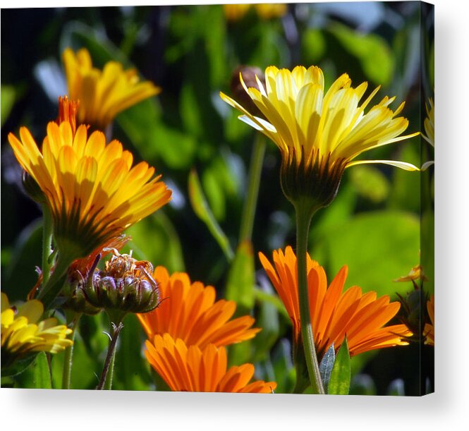 Flower Acrylic Print featuring the photograph Reach for the Sun 1 by Amy Fose