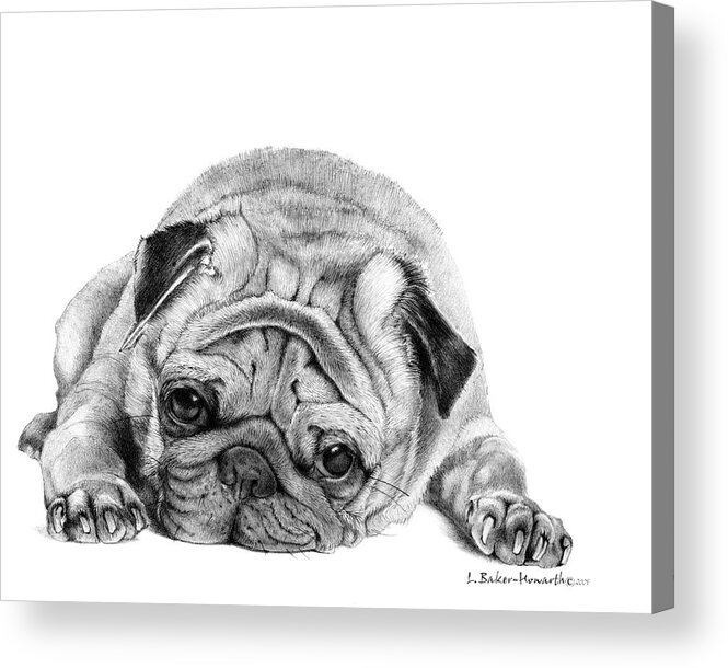 Dog Acrylic Print featuring the drawing Ready for Bed by Louise Howarth