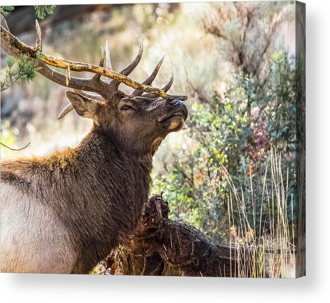 Bull Elk Acrylic Print featuring the photograph Ready For Rut by Yeates Photography