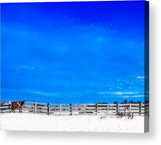 Horse Acrylic Print featuring the photograph Ready for the Day by Amanda Smith