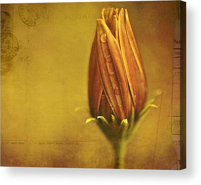 Floral Art Acrylic Print featuring the photograph Recollection by Bonnie Bruno
