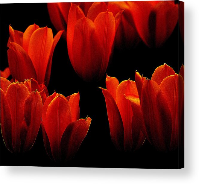 Art Acrylic Print featuring the photograph Red Beauties by Joan Han
