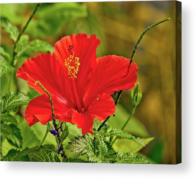 Flower Acrylic Print featuring the photograph Red Elegance by Mike Covington