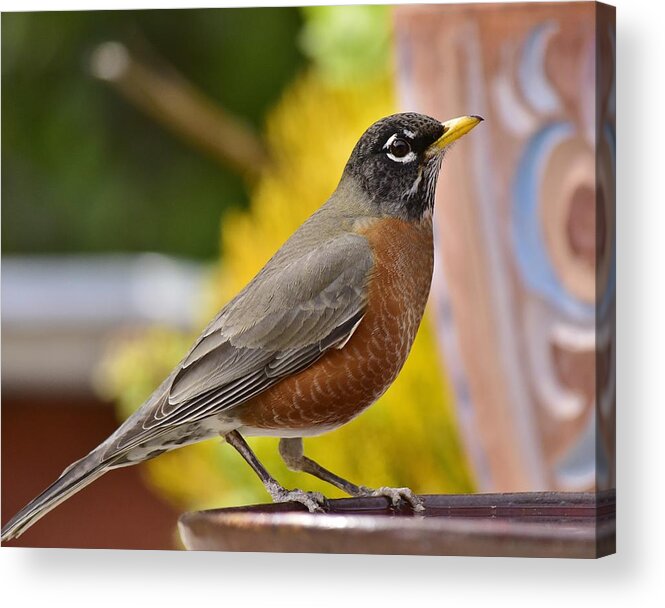 Linda Brody Acrylic Print featuring the photograph Red Robin Portrait by Linda Brody
