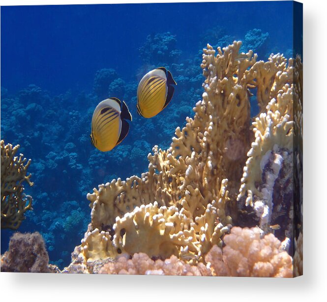 Sea Acrylic Print featuring the photograph Red Sea Exquisite Butterflyfish by Johanna Hurmerinta