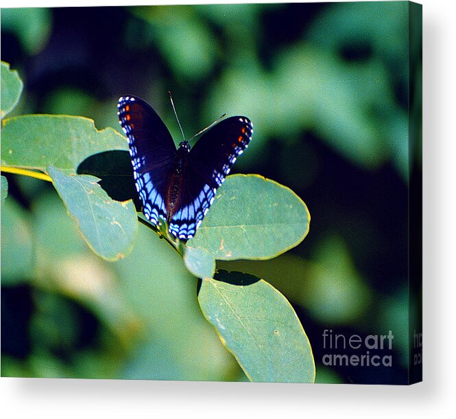 Butterfly Acrylic Print featuring the photograph Red Spotted by Rex E Ater