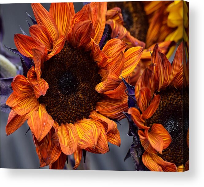 Flowers Acrylic Print featuring the photograph Red Sunflowers by Jimmy Chuck Smith
