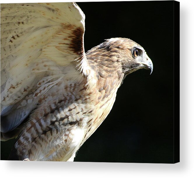 Wildlife Acrylic Print featuring the photograph Red-tailed Hawk in Profile by William Selander