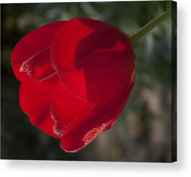 Tranquility Acrylic Print featuring the photograph Red Tulip in the Sun by Janis Kirstein