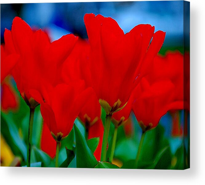 Tulips Acrylic Print featuring the photograph Red Tulips by JoAnn Lense