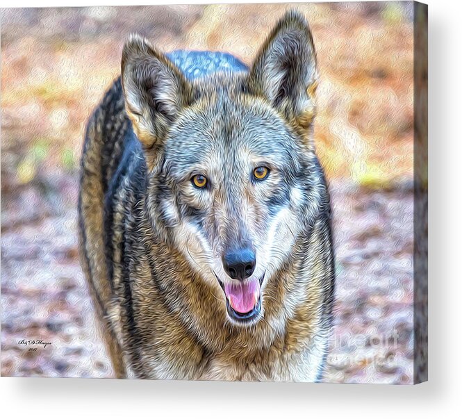 Nature Acrylic Print featuring the digital art Red Wolf Staring - TWO by DB Hayes