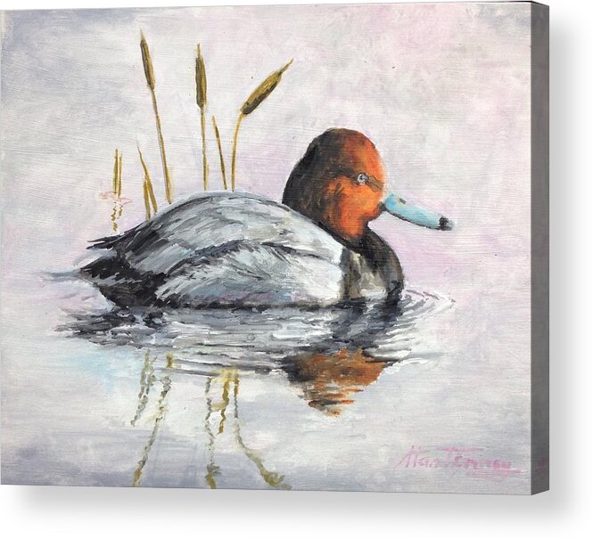 Duck Acrylic Print featuring the painting Redhead by Stan Tenney