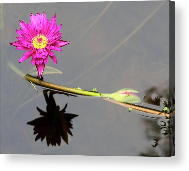 Waterlily Acrylic Print featuring the photograph Reflective Beauty by Mary Anne Delgado