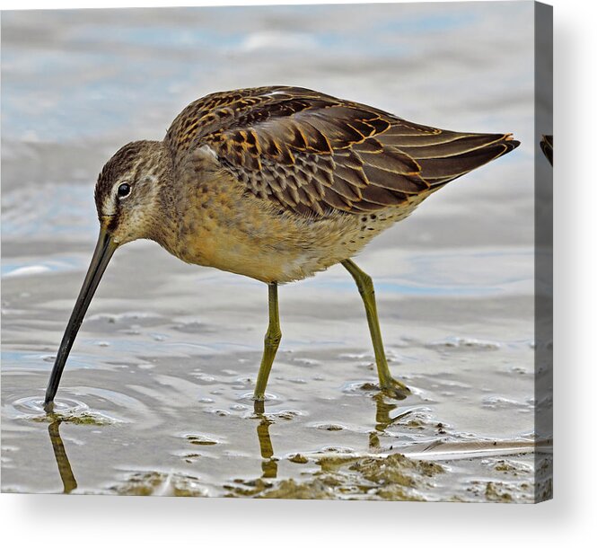 Long-billed Dowitcher Acrylic Print featuring the photograph Refueling by Tony Beck