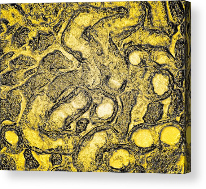  Acrylic Print featuring the photograph Renal Gold by Rein Nomm