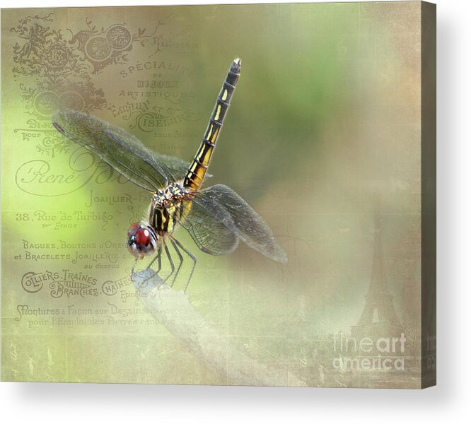 Insect Acrylic Print featuring the photograph Resting by TN Fairey