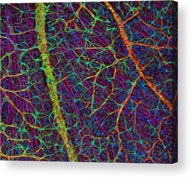 Eye Acrylic Print featuring the photograph Retina Blood Vessels And Nerve Cells by Thomas Deerinck, Ncmir