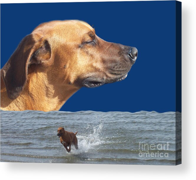 Pet Acrylic Print featuring the photograph Rhodesian Ridgeback by Mary Mikawoz