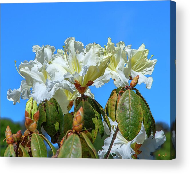 Nature Acrylic Print featuring the photograph Rhododendron ciliicalyx DTHN0213 by Gerry Gantt