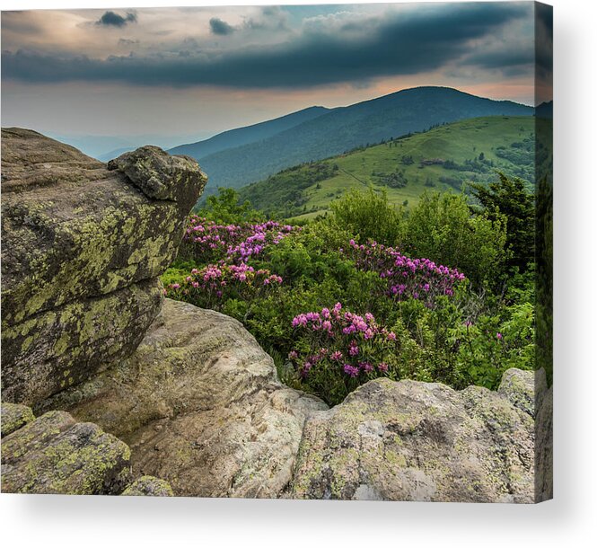 Adventure Acrylic Print featuring the photograph Rhododendron From the Keyhold view on Jane Bald by Kelly VanDellen