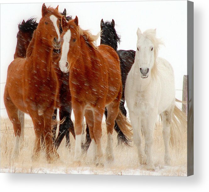 Horse Acrylic Print featuring the photograph Roaming Free.. by Al Swasey
