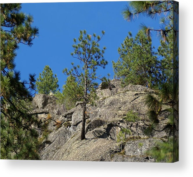 Nature Acrylic Print featuring the photograph Rockin' Tree by Ben Upham III