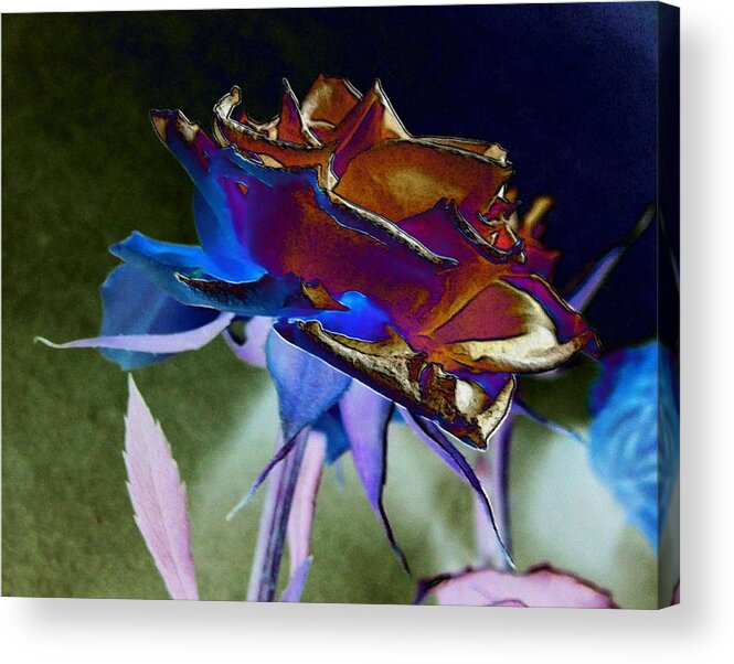 Rose Acrylic Print featuring the photograph Rose by Design by Kae Cheatham