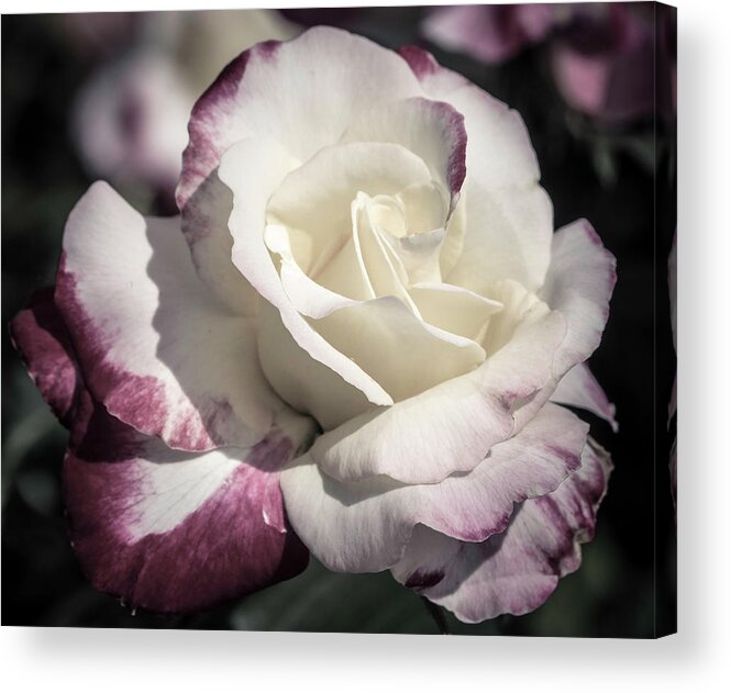Spring Acrylic Print featuring the photograph Rose by Cathy Donohoue