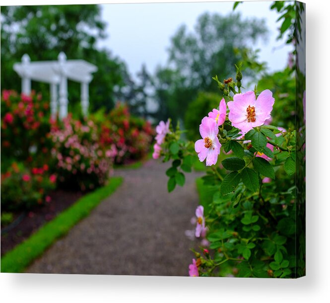 Buffalo Olmsted Parks Conservancy Acrylic Print featuring the photograph Rose Garden Gateway by Chris Bordeleau
