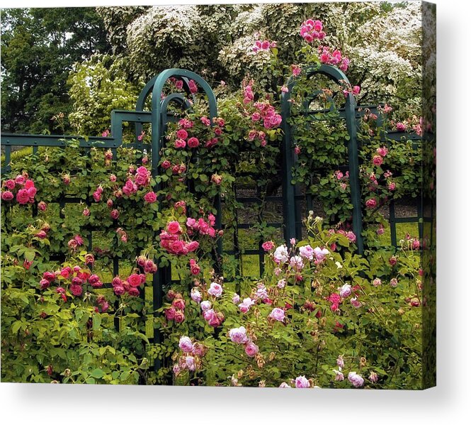 Nature Acrylic Print featuring the photograph Rose Trellis by Jessica Jenney