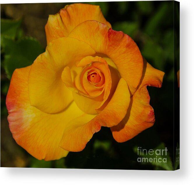 Rose Acrylic Print featuring the photograph Rose Orange, Yellow, and Red by Debby Pueschel