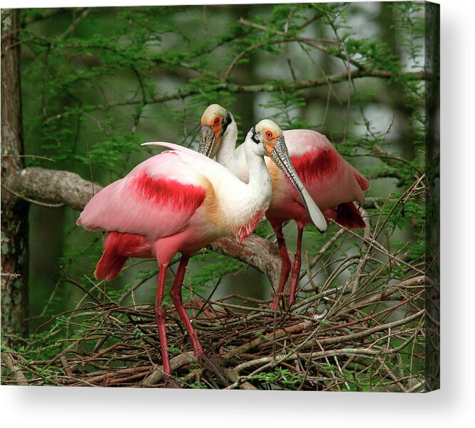 Nature Acrylic Print featuring the photograph Roseate Spoonbills by Jim E Johnson