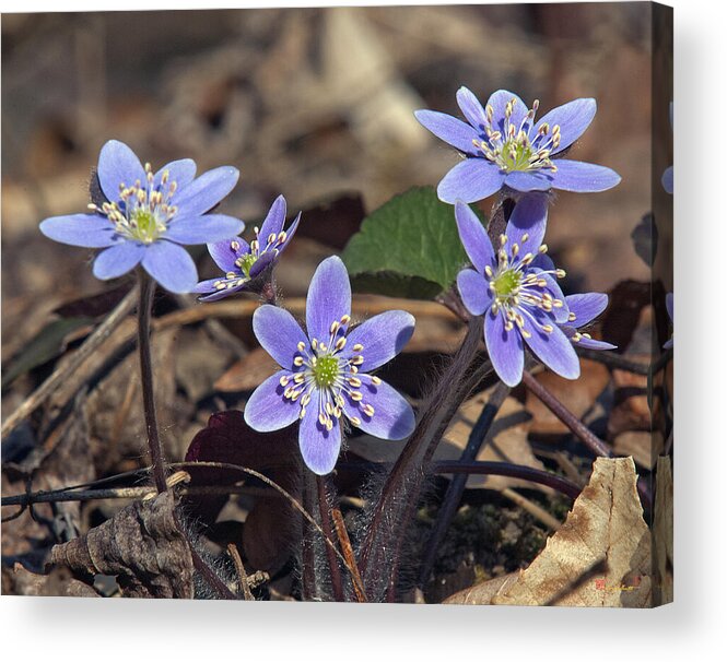 Flower Acrylic Print featuring the photograph Round-lobed Hepatica DSPF116 by Gerry Gantt