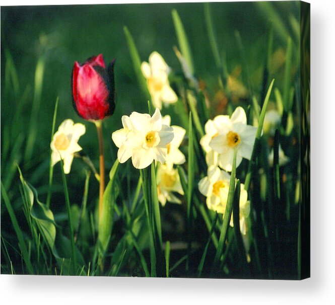 Tulips Acrylic Print featuring the photograph Royal Spring by Steve Karol