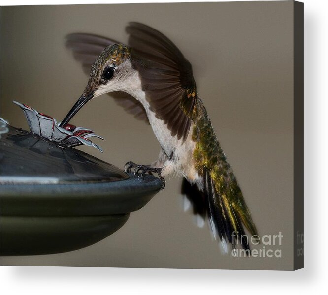 Birds Acrylic Print featuring the photograph Ruby - Throated Hummingbird by Steve Brown