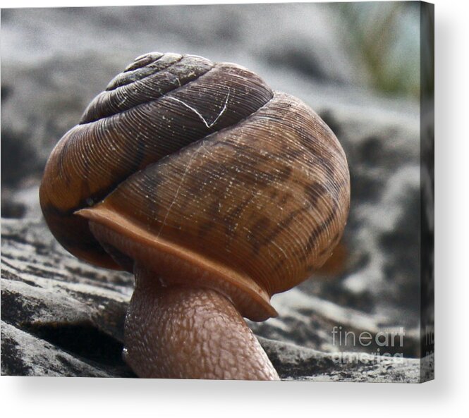 Snail Shell Acrylic Print featuring the photograph Safe Keeping by Scott Heister