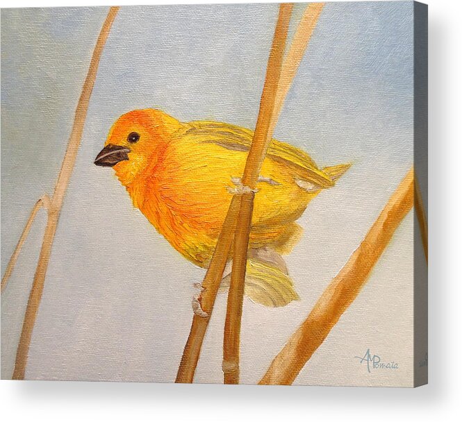 Saffron Finch Acrylic Print featuring the painting Saffron Finch by Angeles M Pomata