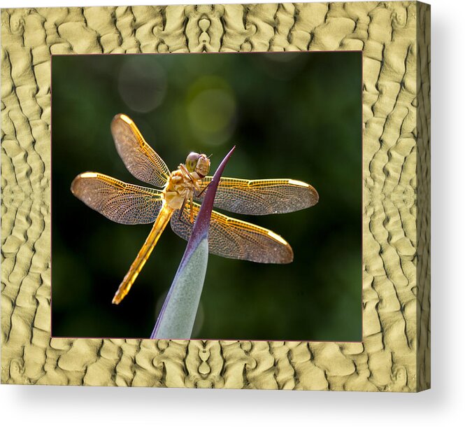  Nature Photos Acrylic Print featuring the photograph Sandflow Dragonfly by Bell And Todd