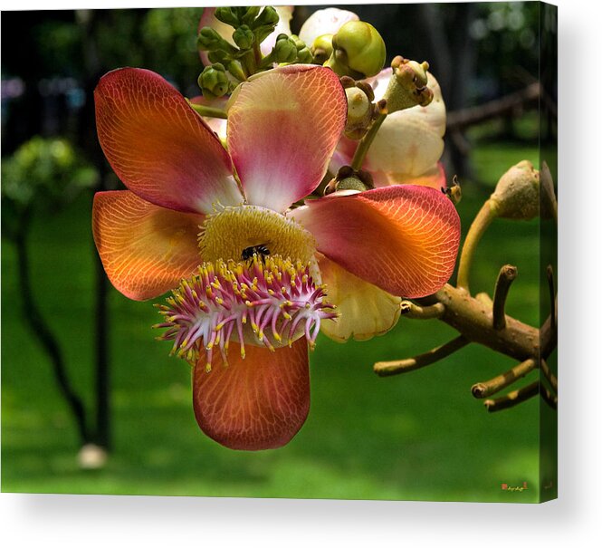 Scenic Acrylic Print featuring the photograph Sara Tree Flower DTHB104 by Gerry Gantt
