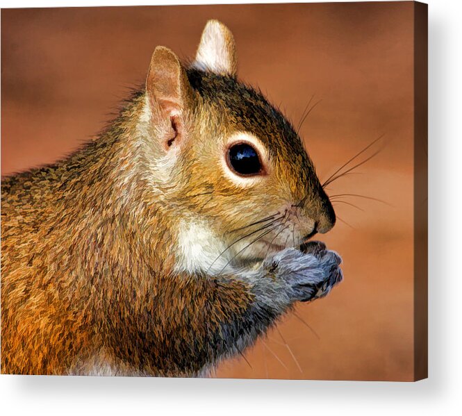 Eastern Grey Squirrel Acrylic Print featuring the photograph Saying My Prayers by HH Photography of Florida