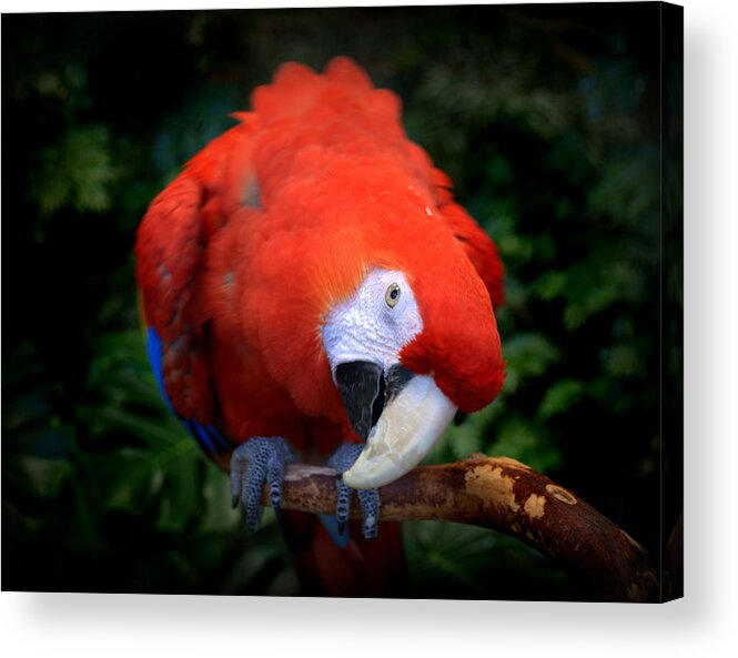 Bird Acrylic Print featuring the photograph Scarlet Macaw by Nathan Abbott