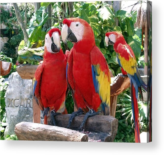 Scarlet Macaws Acrylic Print featuring the photograph Scarlet Macaws by Ellen Henneke