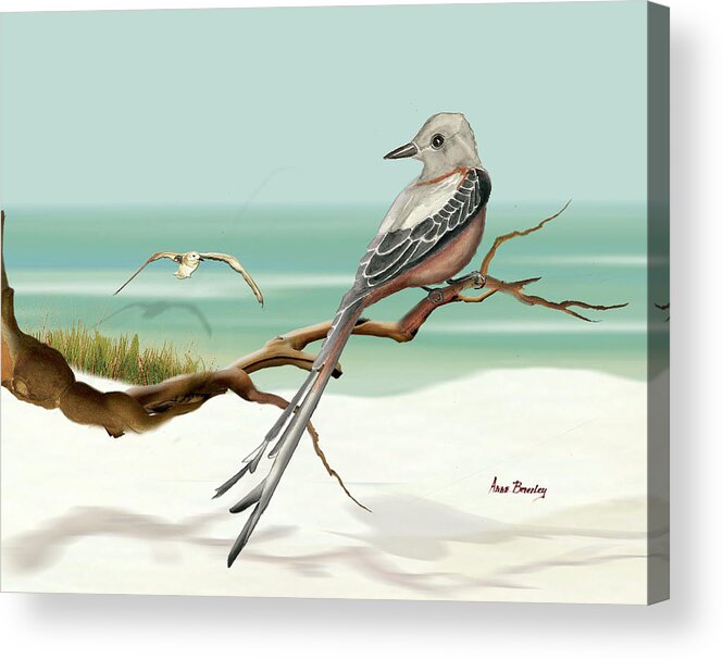 Bird Acrylic Print featuring the painting Scissor Tailed Flycatcher by Anne Beverley-Stamps