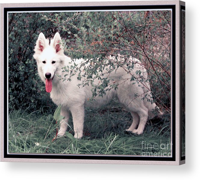  Acrylic Print featuring the photograph Scout by Margaret Hood