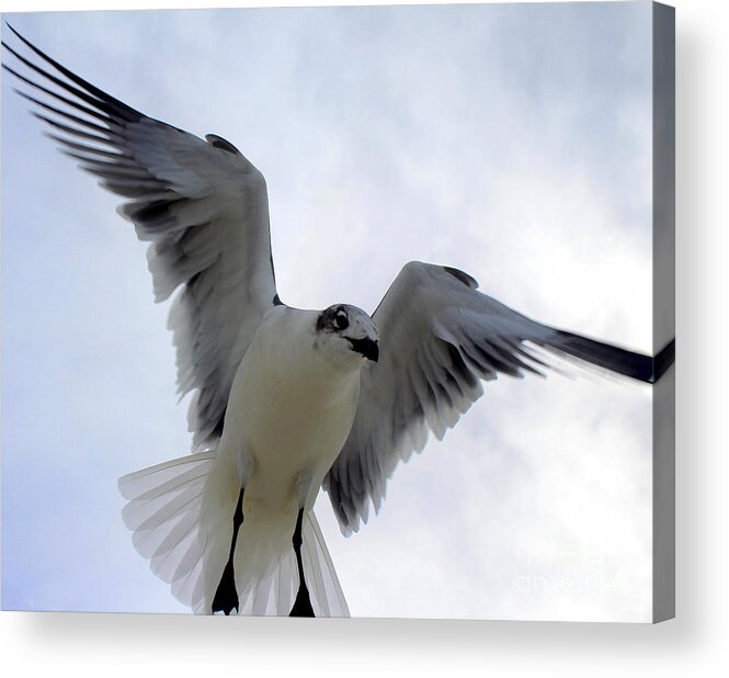 Birds Acrylic Print featuring the photograph Seagull in Flight I by Jeanne Forsythe