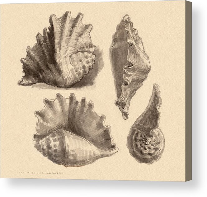 Seashell Acrylic Print featuring the painting Seba's Spider Conch by Judith Kunzle