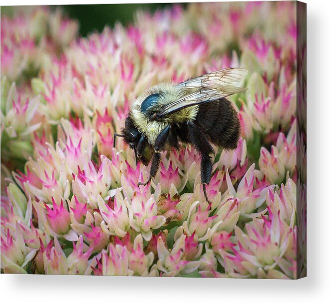 Bee Acrylic Print featuring the photograph Sedum Bumbler by Bill Pevlor