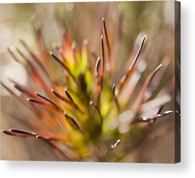 Winter Acrylic Print featuring the photograph Seeing Winter Color by Margaret Denny
