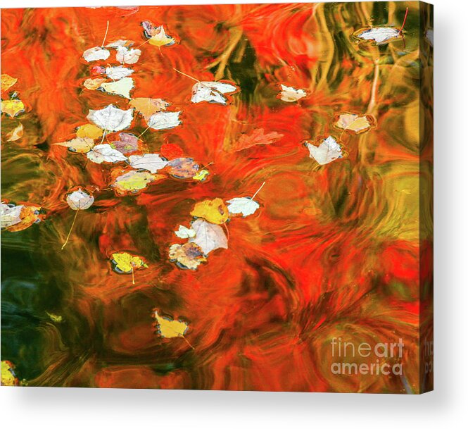 Fall Acrylic Print featuring the photograph Shadow of the Red Dragon by Tom Cameron