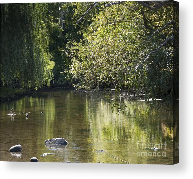 River Acrylic Print featuring the photograph Shallow River by Tara Lynn